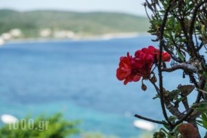 Alex Studios_lowest prices_in_Hotel_Central Greece_Fthiotida_Pelasgia